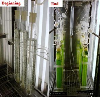 tubolar photobioreactors