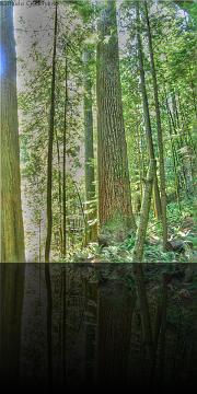 Vancouver_Capilano
