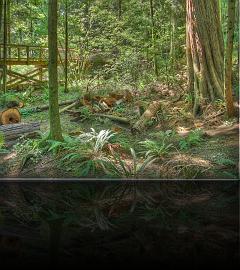 Vancouver_Capilano_2