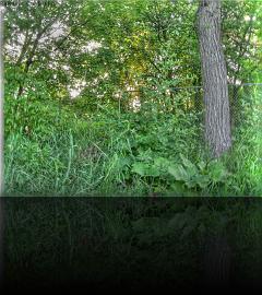 HDR_sun_tree