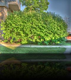 HDR_tree