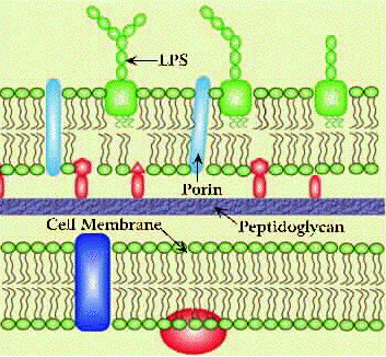 membrana citoplasmatica simulacrum