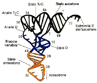Rna polimerasi dna dipendente